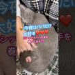 愛猫のパパへの愛情表現がスゴイ❤️ #猫 #ロシアンブルー #catshorts #shorts