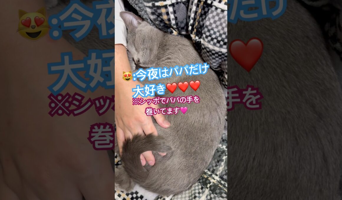 愛猫のパパへの愛情表現がスゴイ❤️ #猫 #ロシアンブルー #catshorts #shorts