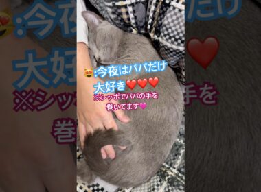 愛猫のパパへの愛情表現がスゴイ❤️ #猫 #ロシアンブルー #catshorts #shorts