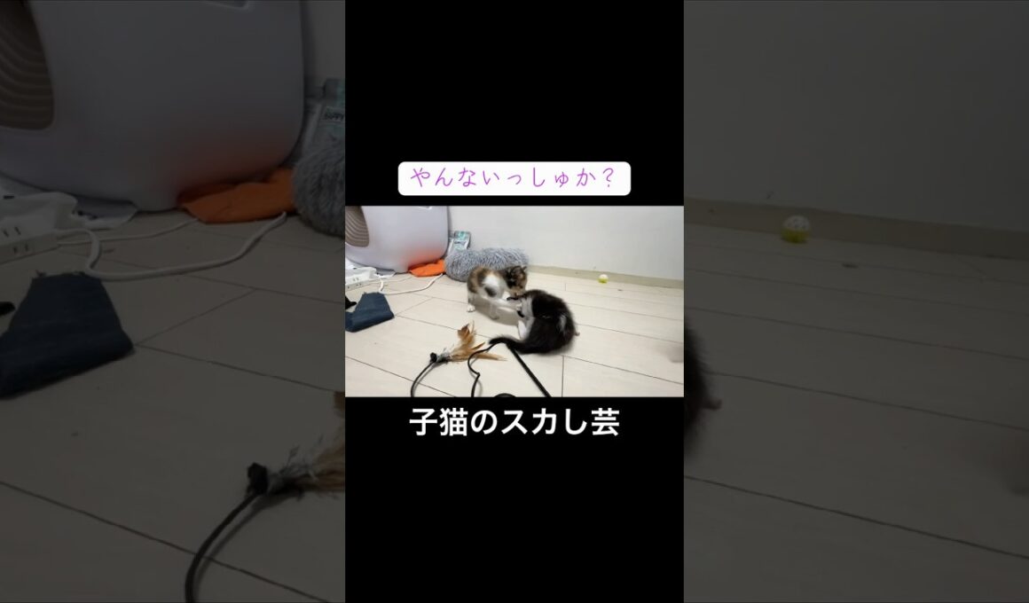 子猫のレスリングからのスカし芸 #cat  #猫  #ねこ  #保護猫 #cute #猫のいる暮らし #子猫 #kitten #shorts  #こねこ