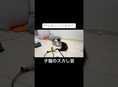 子猫のレスリングからのスカし芸 #cat  #猫  #ねこ  #保護猫 #cute #猫のいる暮らし #子猫 #kitten #shorts  #こねこ