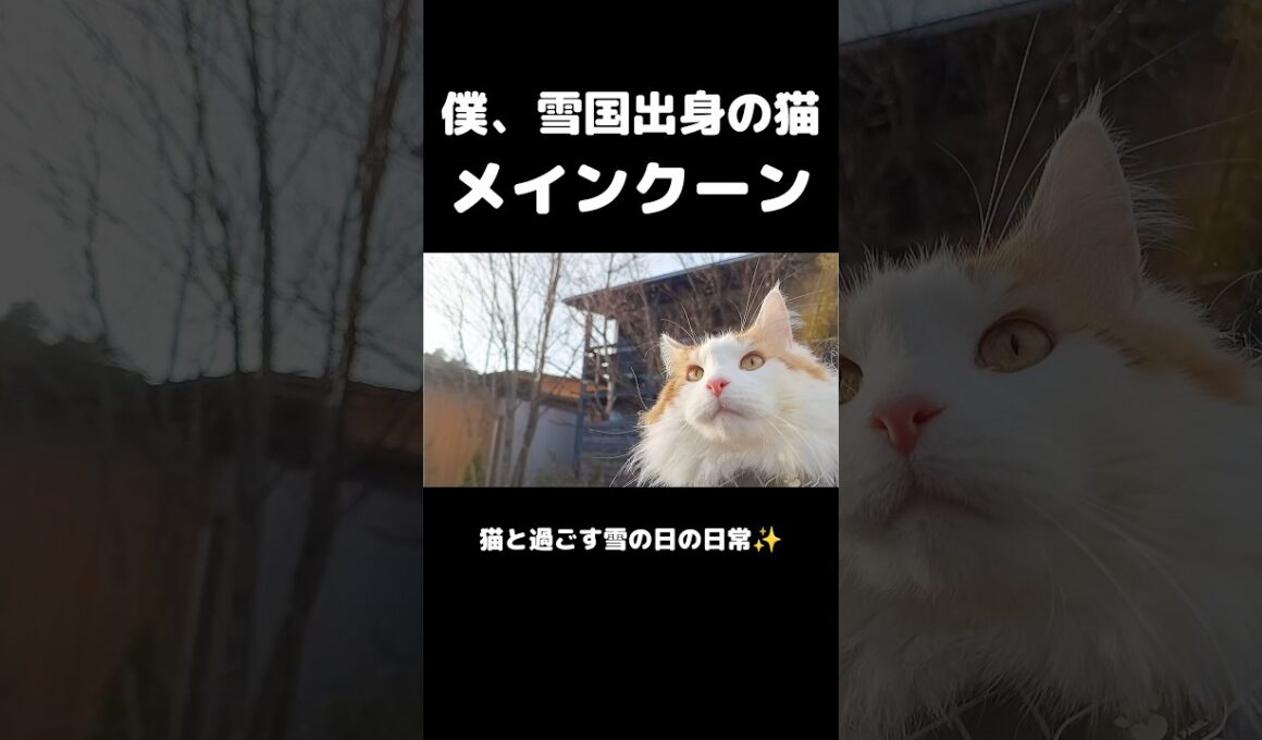 雪が積もった日のメインクーン #メインクーン #ノルウェージャンフォレストキャット #サイベリアン #大型猫 #猫のいる暮らし #shorts #cat #mainecoon #catshorts​