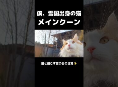 雪が積もった日のメインクーン #メインクーン #ノルウェージャンフォレストキャット #サイベリアン #大型猫 #猫のいる暮らし #shorts #cat #mainecoon #catshorts​