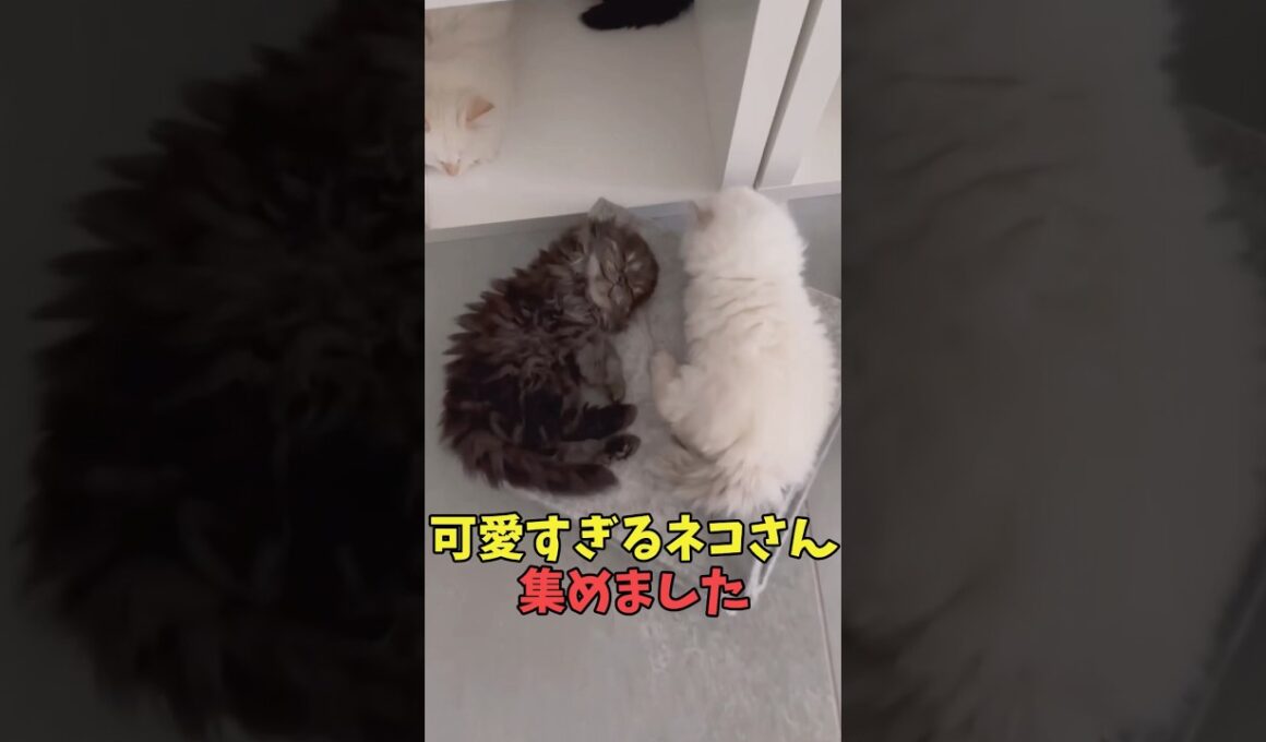 絶対口角上がる猫映像#猫　#猫のいる暮らし　#猫動画　#ねこ　#可愛い　#かわいい　#可愛すぎる　#2ch　#癒し　#ペット　#動物　#2ch 　#shorts