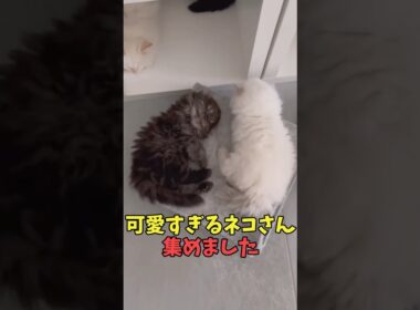 絶対口角上がる猫映像#猫　#猫のいる暮らし　#猫動画　#ねこ　#可愛い　#かわいい　#可愛すぎる　#2ch　#癒し　#ペット　#動物　#2ch 　#shorts