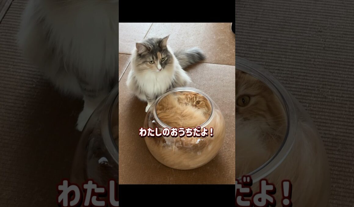 新しいお家が届きました。#サイベリアン