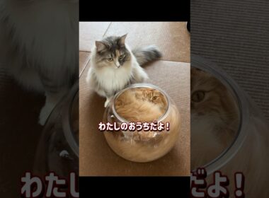 新しいお家が届きました。#サイベリアン