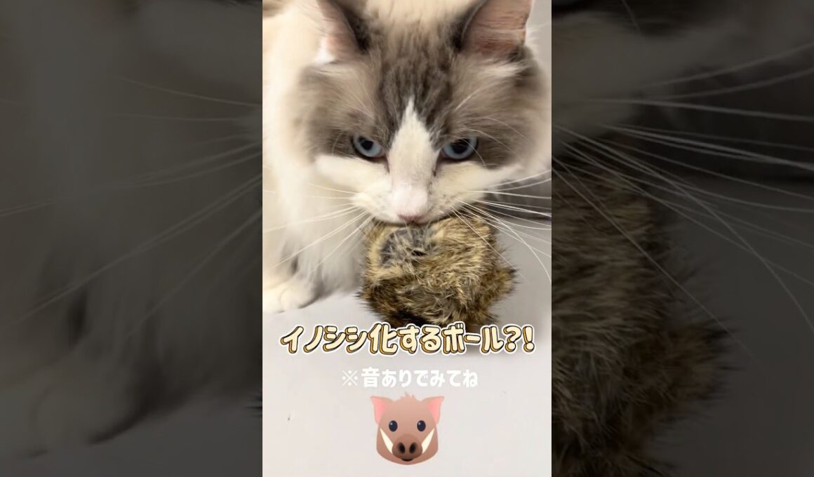 モフモフボールで野生に戻る猫たちが可愛すぎた！🐗💨 #ラグドール #猫のいる暮らし #猫