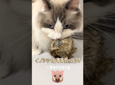 モフモフボールで野生に戻る猫たちが可愛すぎた！🐗💨 #ラグドール #猫のいる暮らし #猫