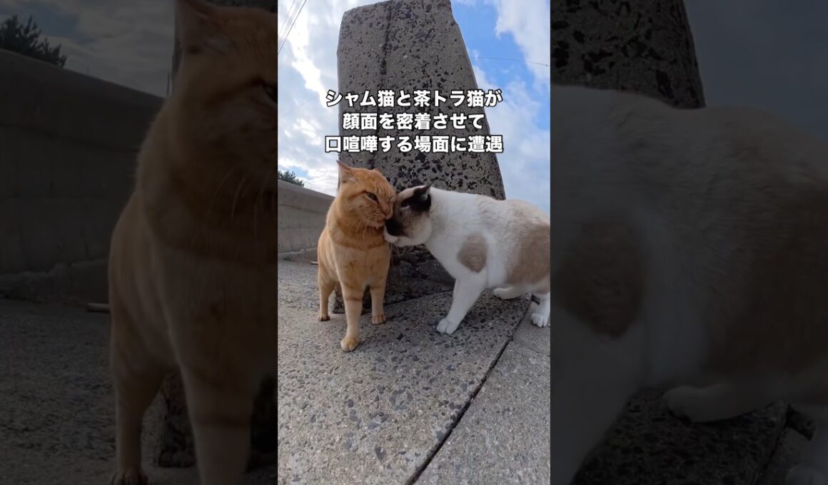 物凄い剣幕で詰め寄るシャム猫とまるで弁明しているかのような茶トラ猫 #シャム猫 #茶トラ #野良猫 #地域猫