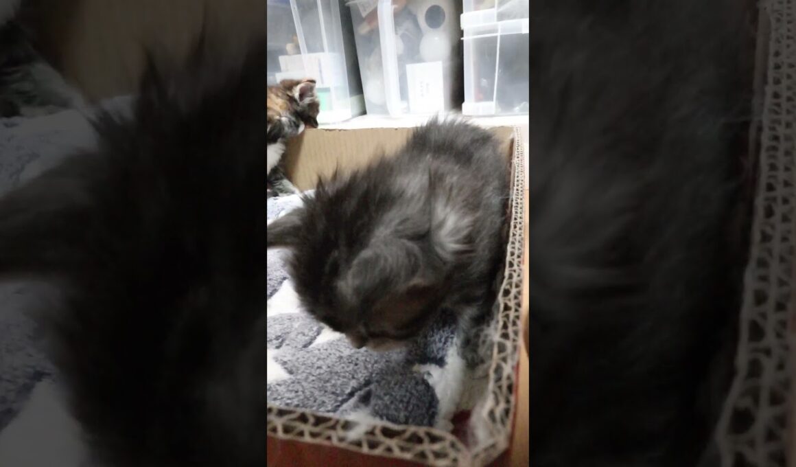 新しいマットが来たよメインクーンの赤ちゃん達