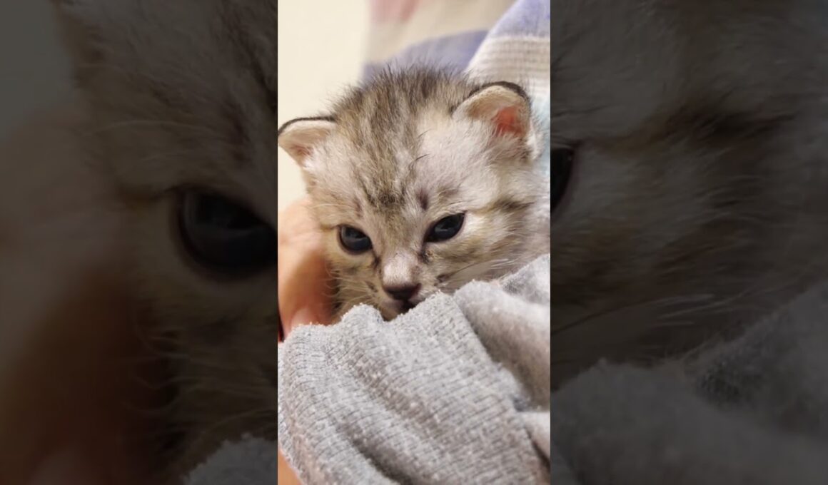 ママに抱っこされた安心した赤ちゃん子猫が喉をゴロゴロさせてゆっくりと眠りにつく？【赤ちゃん猫　保護猫】 #asmr