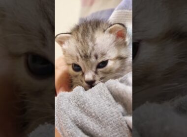 ママに抱っこされた安心した赤ちゃん子猫が喉をゴロゴロさせてゆっくりと眠りにつく？【赤ちゃん猫　保護猫】 #asmr