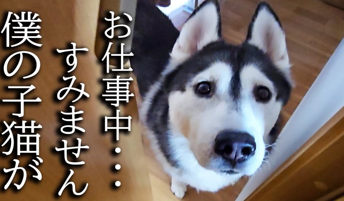 ハスキー犬がクンクン騒いでるのでついて行ってみると子猫が...