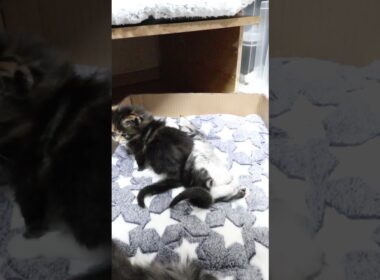 新しいマットが来たよメインクーンの赤ちゃん達