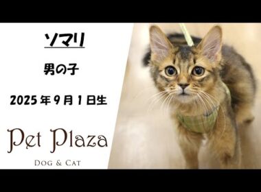ネコちゃん紹介★ソマリ【ペット・プラザ三田店】