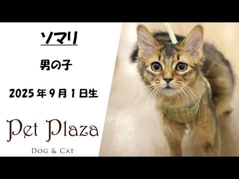 ネコちゃん紹介★ソマリ【ペット・プラザ三田店】