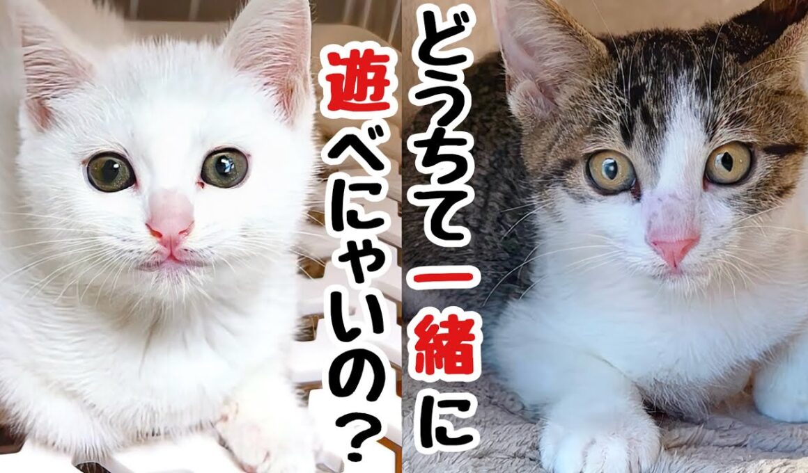 一緒に遊びたい...白血病で隔離された保護子猫たちの切ない距離