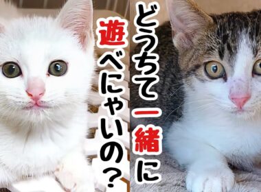 一緒に遊びたい...白血病で隔離された保護子猫たちの切ない距離