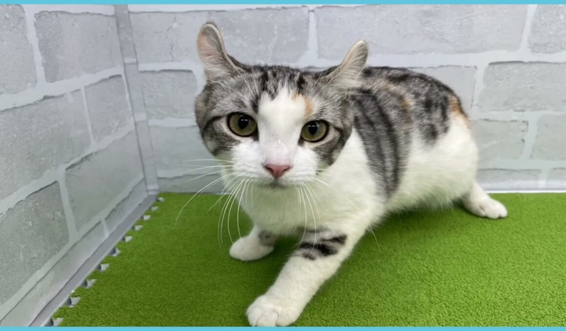 Coo&RIKU　No.00736477 アメリカンカール