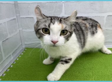 Coo&RIKU　No.00736477 アメリカンカール