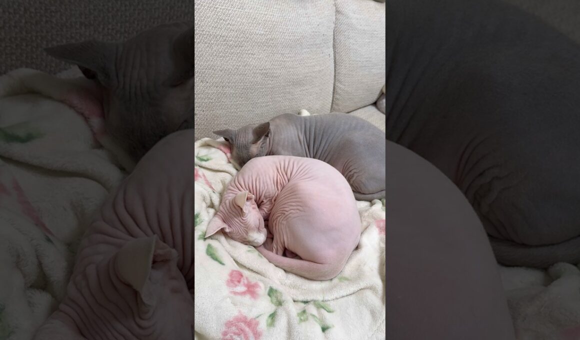 寒い日も一緒だと暖かい猫スルタンとアレクサンドラ【スフィンクス】