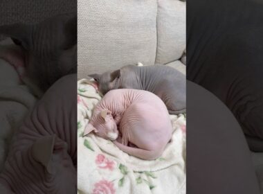 寒い日も一緒だと暖かい猫スルタンとアレクサンドラ【スフィンクス】