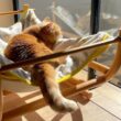 お日様とママのことが大好きな愛猫のお昼寝事情が可愛すぎる！