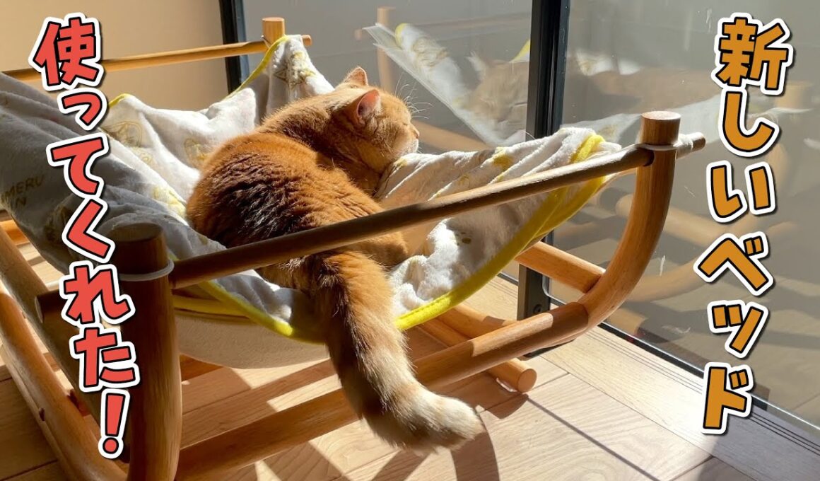 お日様とママのことが大好きな愛猫のお昼寝事情が可愛すぎる！