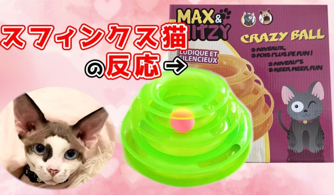 171:猫用おもちゃを初めて見たスフィンクス猫の反応