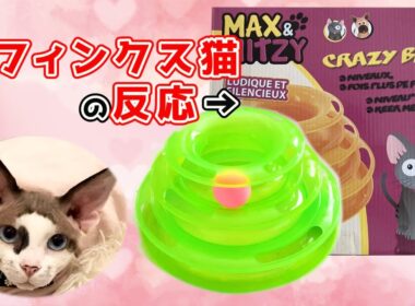 171:猫用おもちゃを初めて見たスフィンクス猫の反応