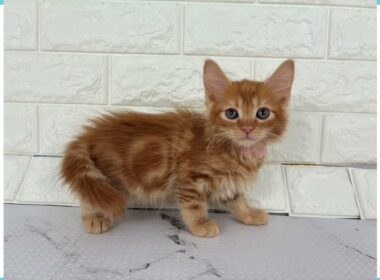 Coo&RIKU　No.00742885 アメリカンカール（立ち耳）