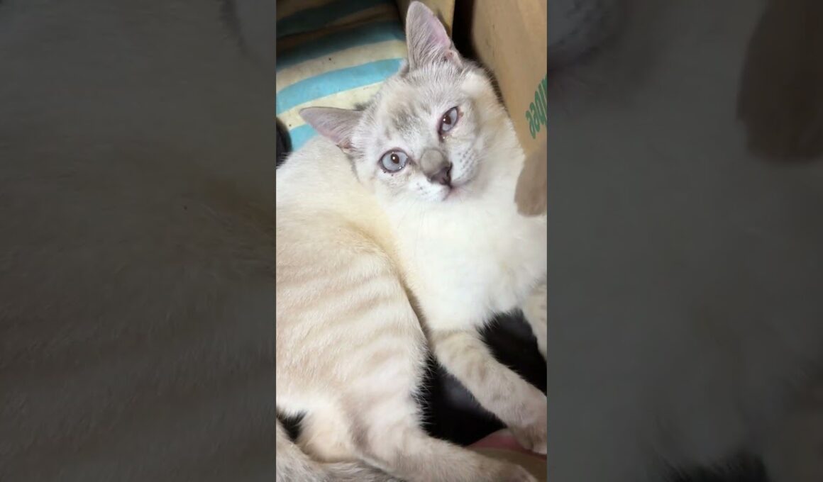 上から、ネコジャラシ。キジシロのルル、シャムの雫と。最後は、腰が痛くなるウp主💦