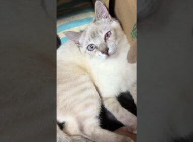 上から、ネコジャラシ。キジシロのルル、シャムの雫と。最後は、腰が痛くなるウp主💦