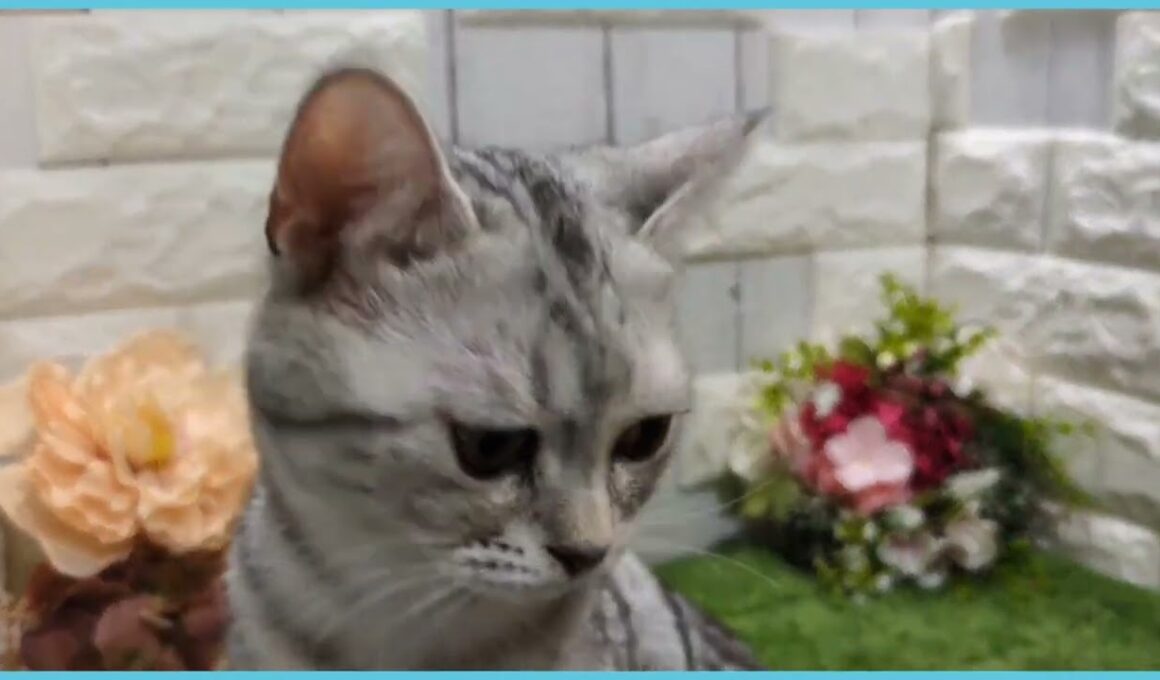 ペットショップcoo&riku No.00744851 アメリカンショートヘアー