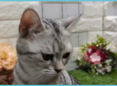 ペットショップcoo&riku No.00744851 アメリカンショートヘアー