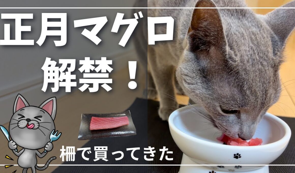 【猫にマグロ】正月なので柵で買ってきたら食い付きが想像以上だった