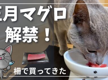 【猫にマグロ】正月なので柵で買ってきたら食い付きが想像以上だった