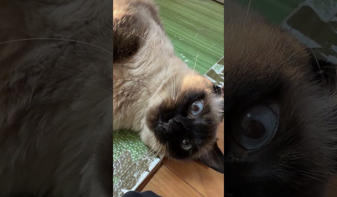 【2026.01.16】アピールが強いシャム猫のふくさん【たぬき猫】 #shorts