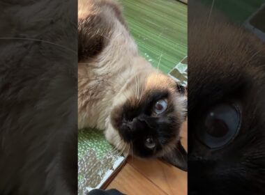 【2026.01.16】アピールが強いシャム猫のふくさん【たぬき猫】 #shorts