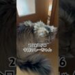 2026/01/16今日のしーちゃん #猫 #ペルシャ #シエル #cat #猫のいる暮らし