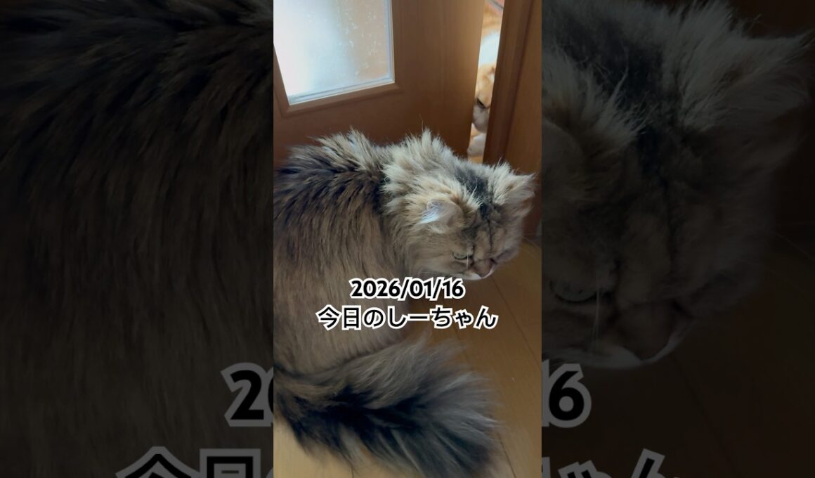 2026/01/16今日のしーちゃん #猫 #ペルシャ #シエル #cat #猫のいる暮らし