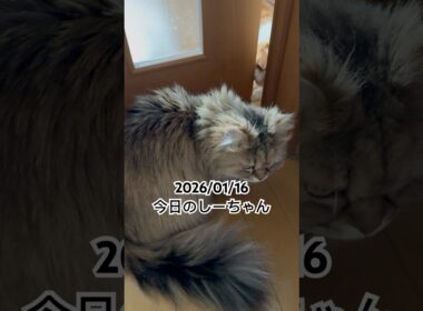2026/01/16今日のしーちゃん #猫 #ペルシャ #シエル #cat #猫のいる暮らし