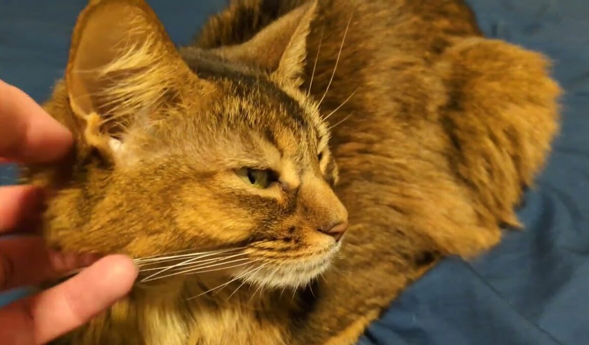 【1460日目】おみみおみみ #ソマリ #cat