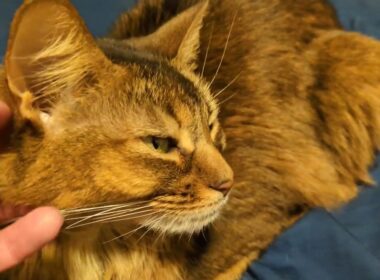 【1460日目】おみみおみみ #ソマリ #cat