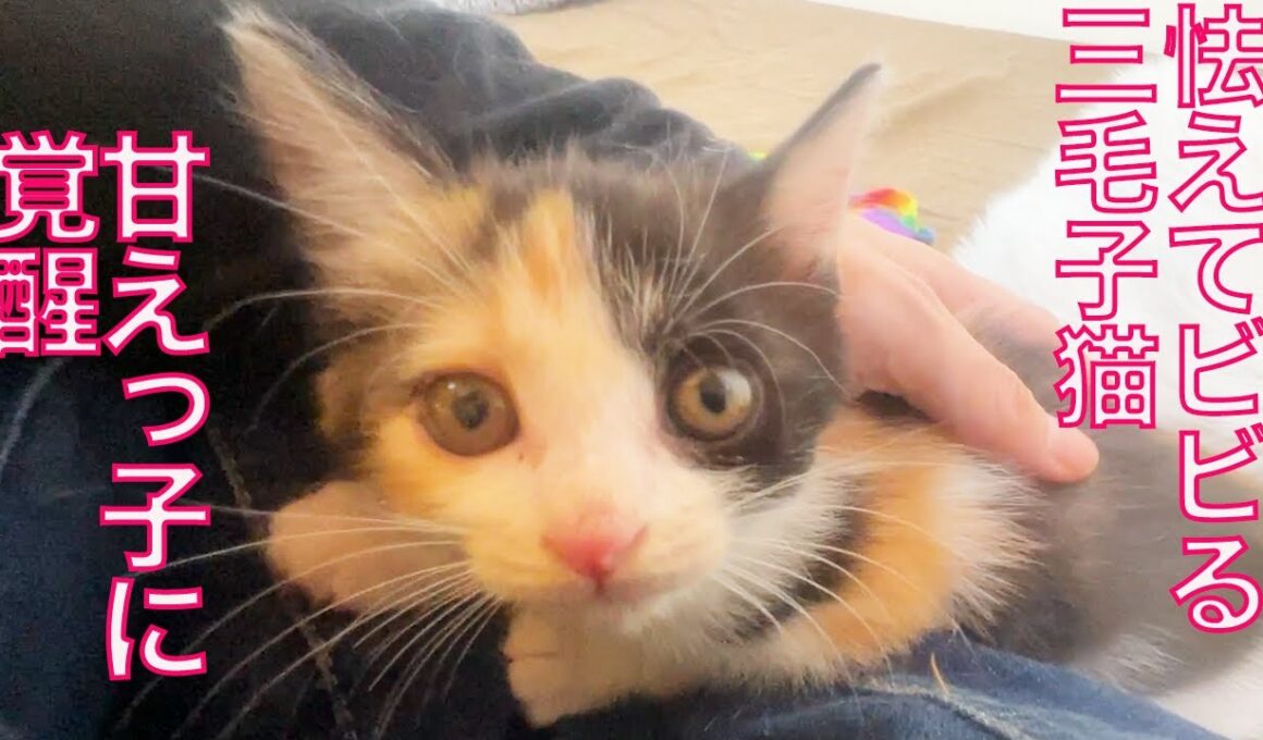 シャー！連発だった子猫、甘えっ子になる　The sweetheart kitten.