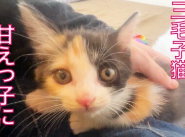 シャー！連発だった子猫、甘えっ子になる　The sweetheart kitten.