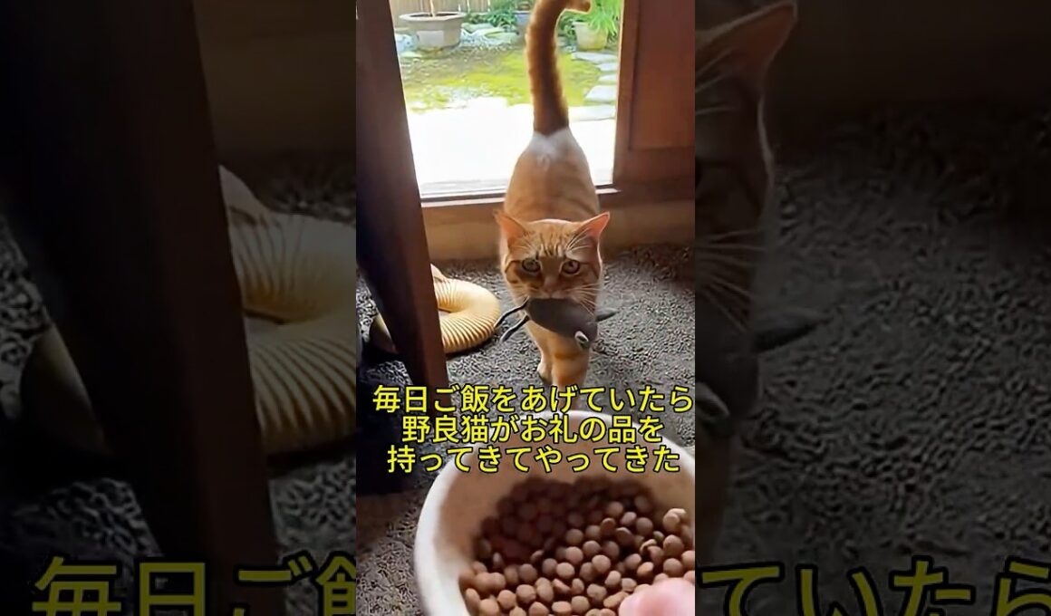 毎日ご飯をあげていたら、野良猫が「お礼の品」を持って家にやってきた