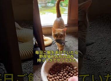 毎日ご飯をあげていたら、野良猫が「お礼の品」を持って家にやってきた