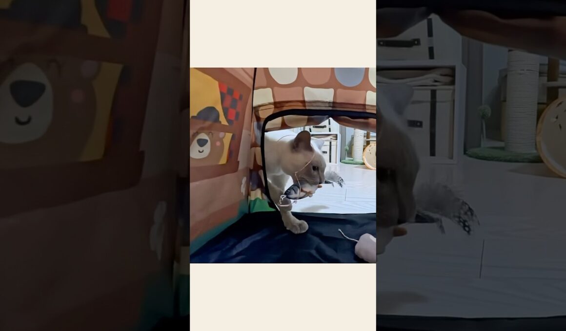 秘密基地に侵入！？魚を追う猫が可愛すぎた🐱⛺️